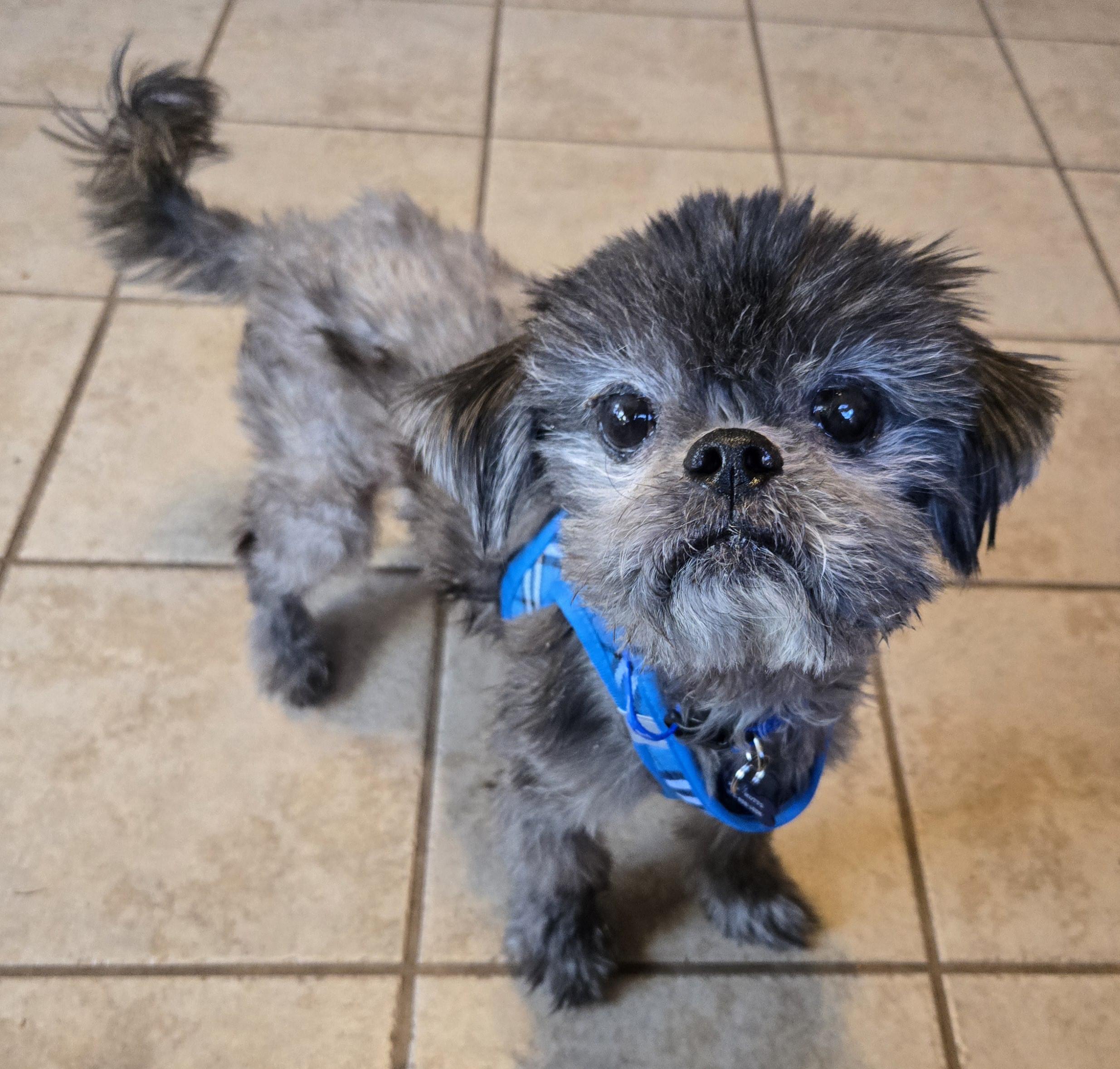 MILO, an adoptable mixed breed in Grand Prairie, TX image 4/5