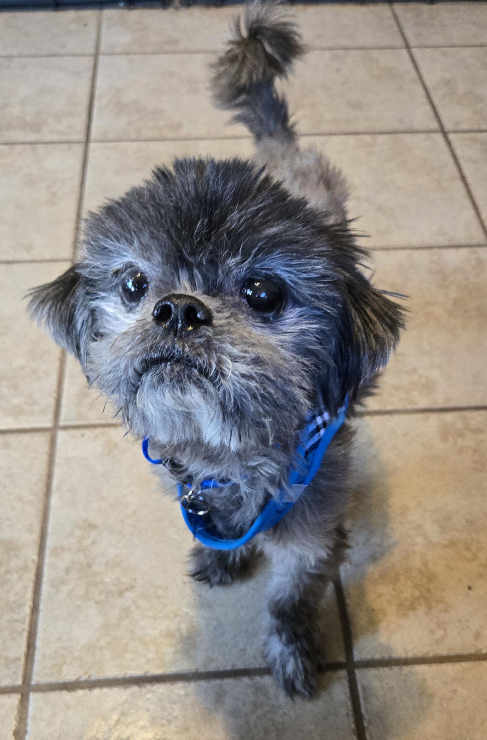 MILO, an adoptable mixed breed in Grand Prairie, TX image 5/5