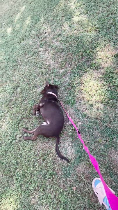 Enlarge Maverick, a Adoptable mixed breed in Burlington , VT video 5/6