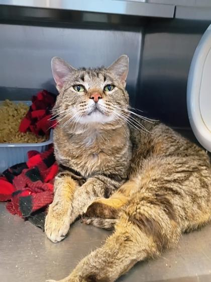 Enlarge Branch, a Adoptable mixed breed in Beatrice, NE image 1/1
