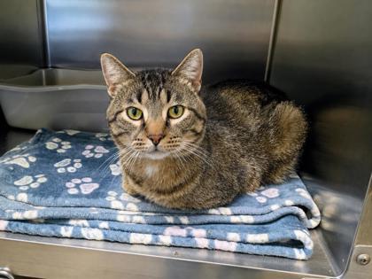 Enlarge Branch, a Adoptable mixed breed in Beatrice, NE image 2/2