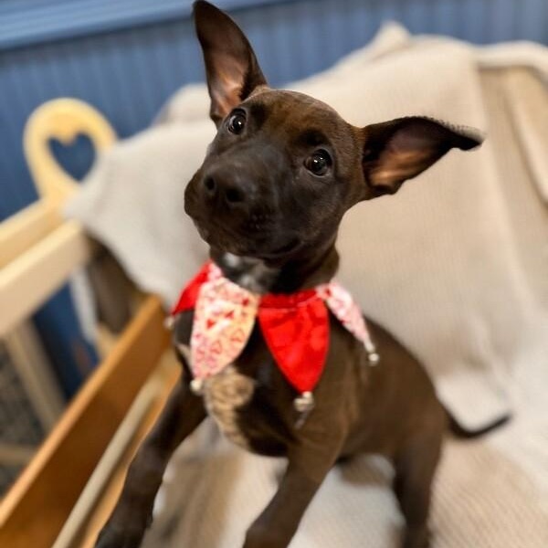 Toasty Honey Butter — thumbnail 5