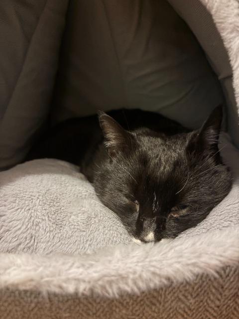 Barnabee, Adoptable, Adult Male Domestic Short Hair.