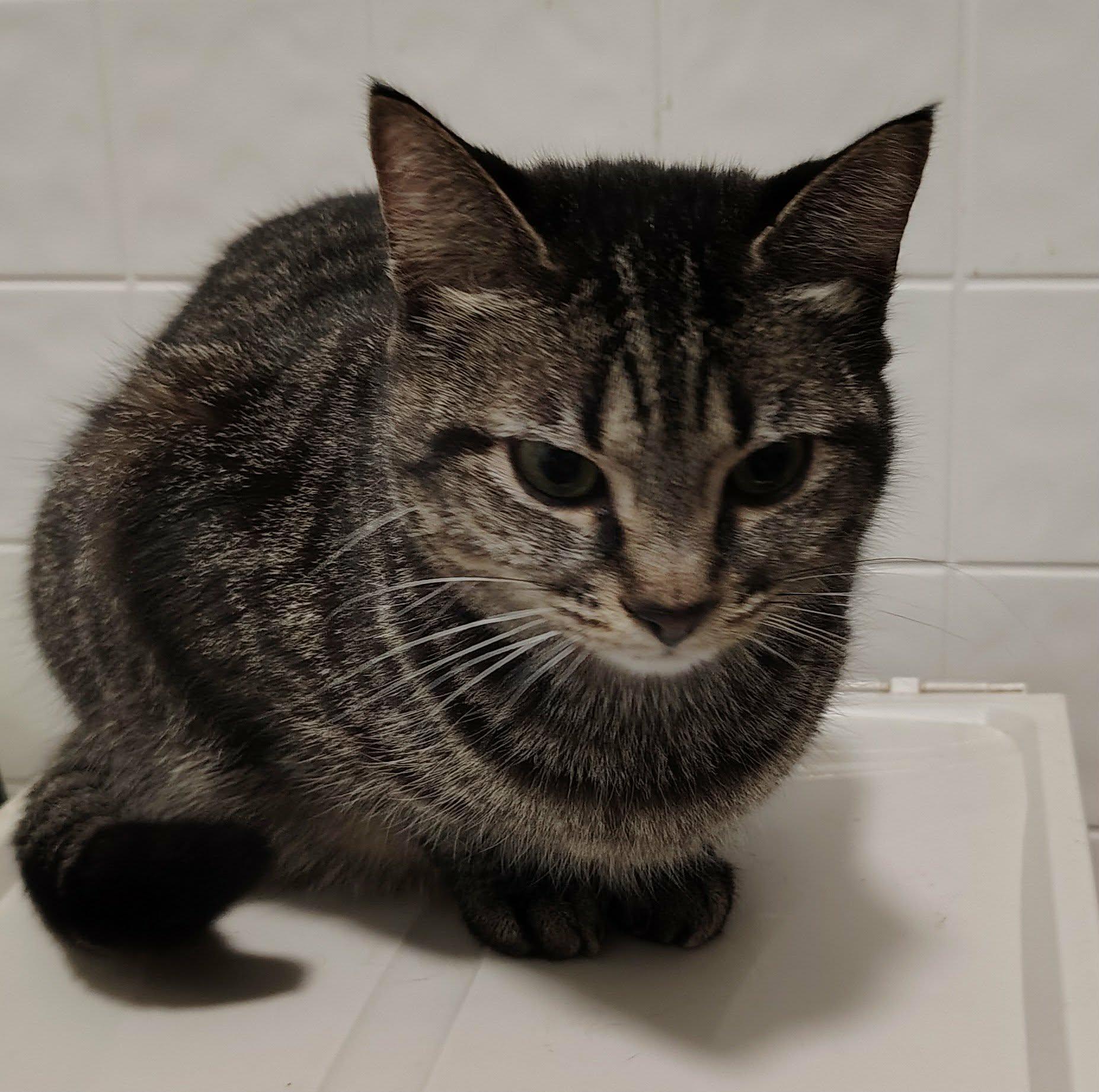 Enlarge Lindy and Merry (bonded pair), a Adoptable Domestic Short Hair in Oakville, WA image 6/6