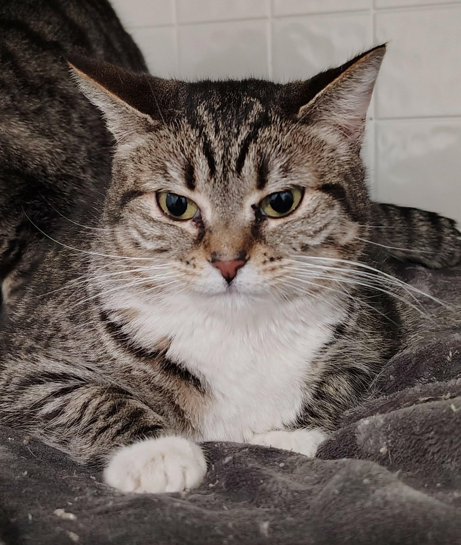 Enlarge Lindy and Merry (bonded pair), a Adoptable Domestic Short Hair in Oakville, WA image 5/6