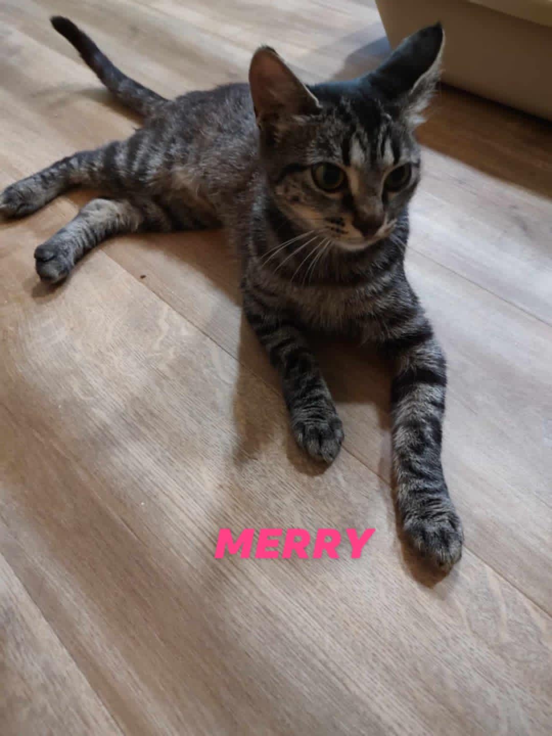 Lindy and Merry (bonded pair), a Adoptable Domestic Short Hair in Oakville, WA image 1/5