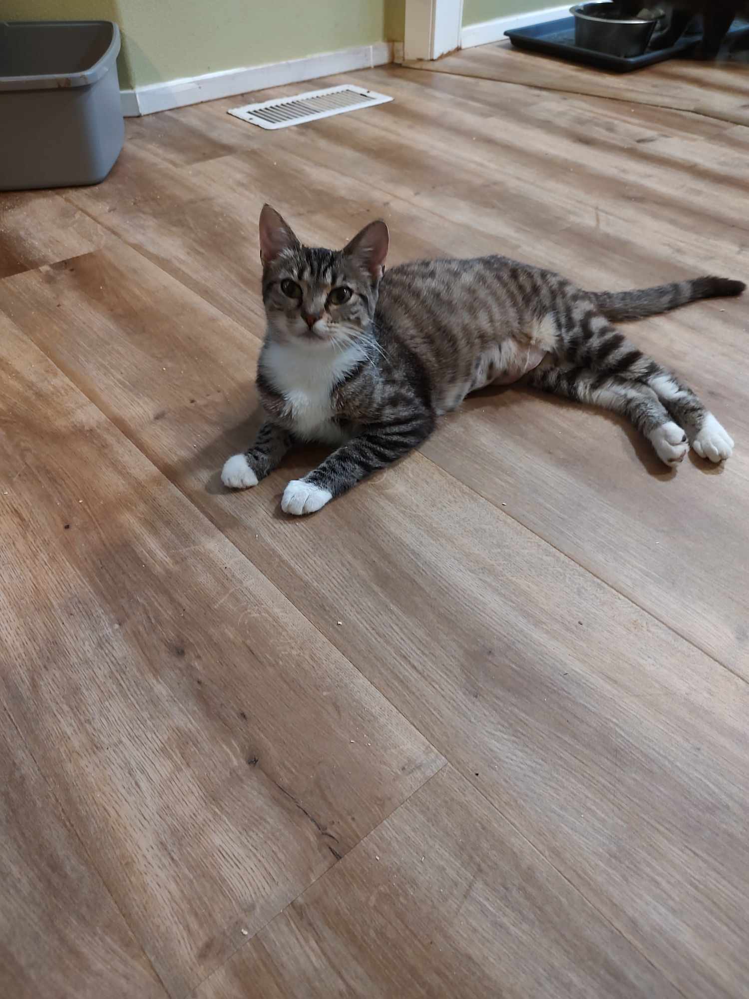 Lindy and Merry (bonded pair), a Adoptable Domestic Short Hair in Oakville, WA image 2/5