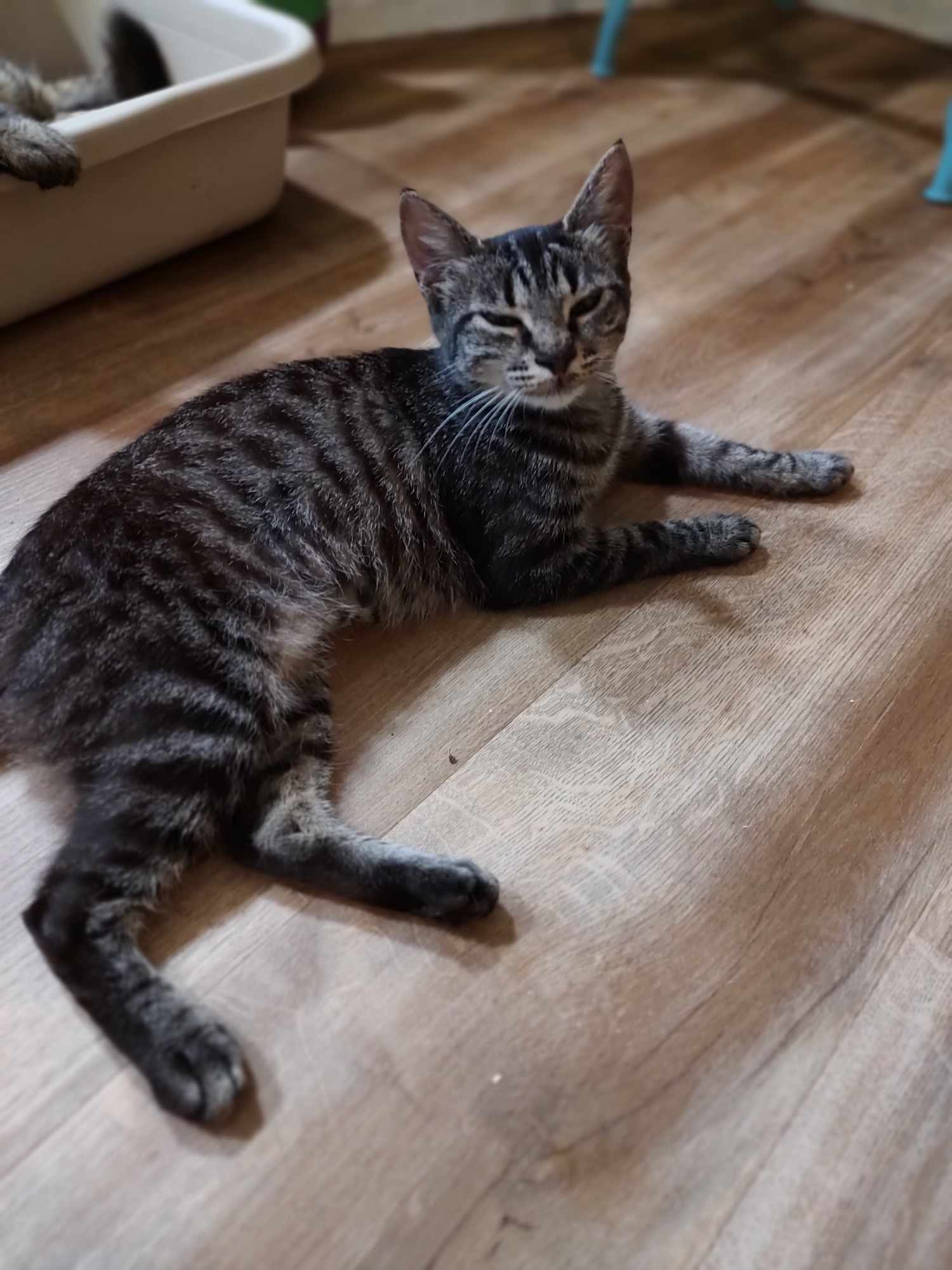 Lindy and Merry (bonded pair), a Adoptable Domestic Short Hair in Oakville, WA image 3/5