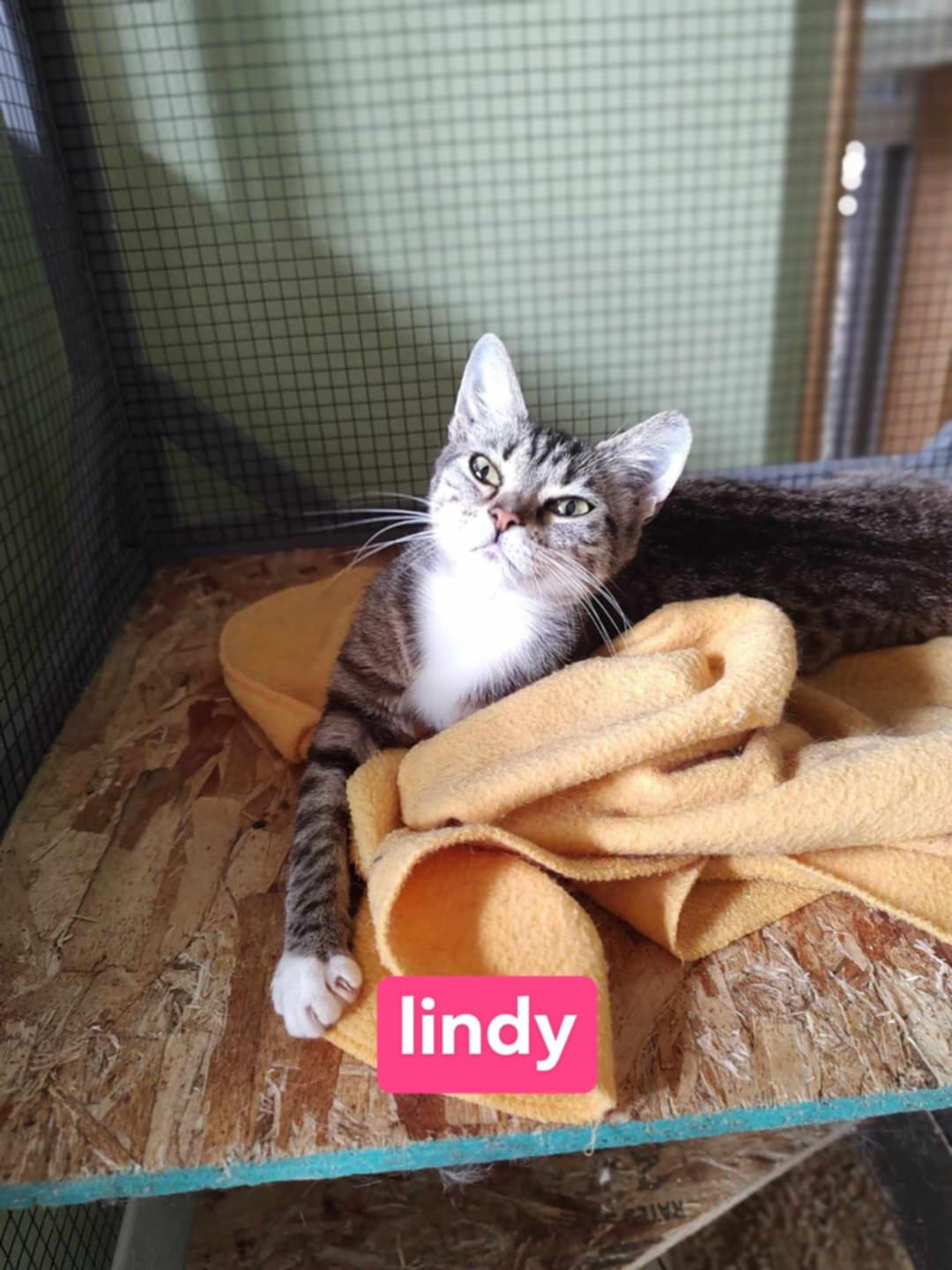Lindy and Merry (bonded pair), a Adoptable Domestic Short Hair in Oakville, WA image 4/5
