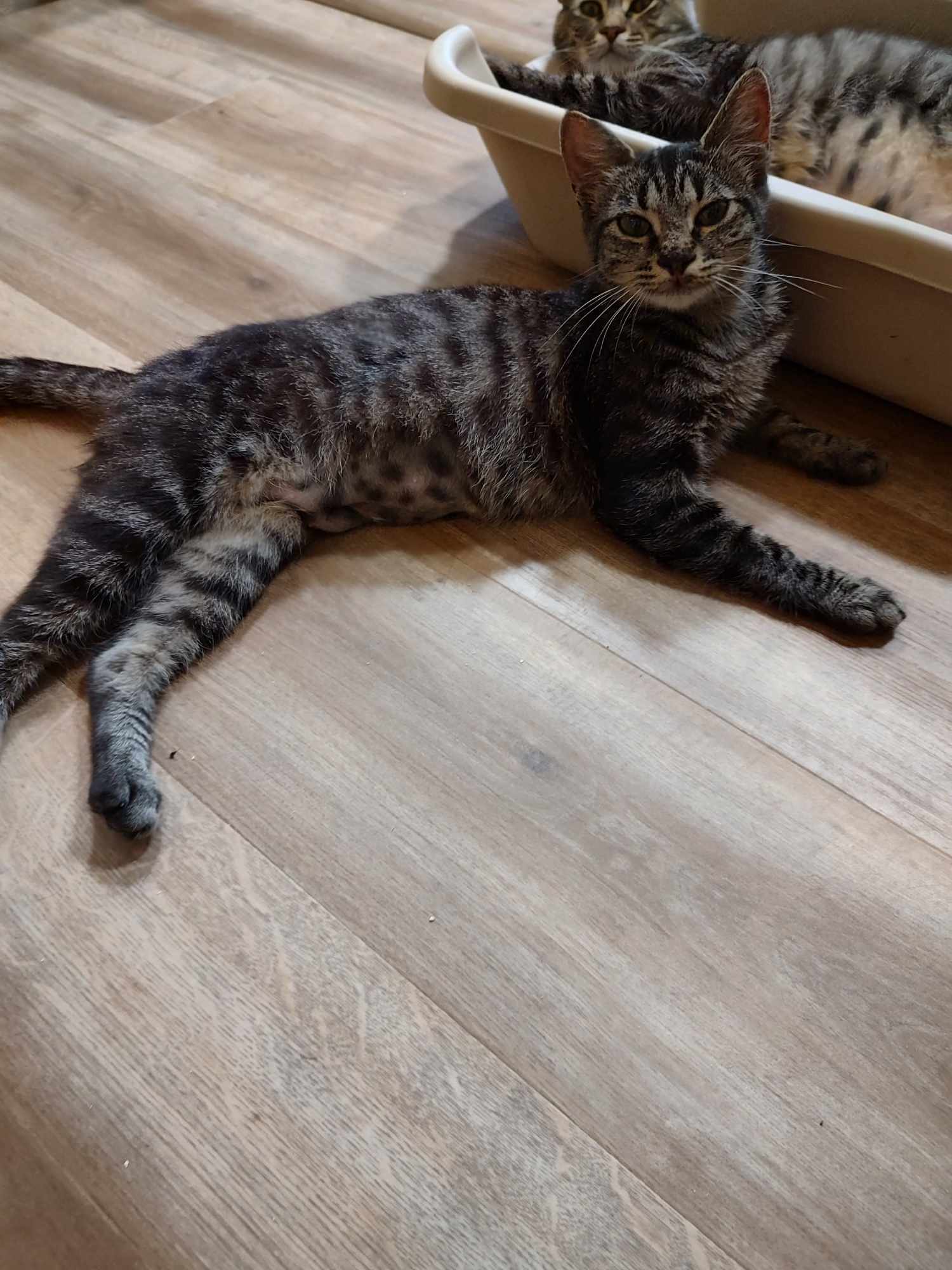 Lindy and Merry (bonded pair), a Adoptable Domestic Short Hair in Oakville, WA image 5/5