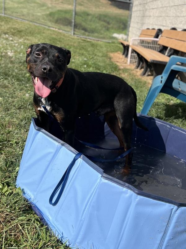 Reptar, Adoptable, Adult Male Pit Bull Terrier.