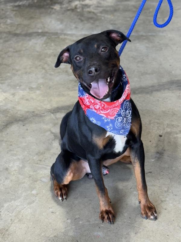 Enlarge Reptar, a Adoptable mixed breed in Lancaster, OH image 4/6