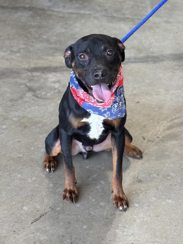 Enlarge Reptar, a Adoptable mixed breed in Lancaster, OH image 5/6