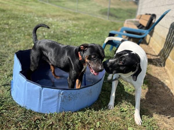 Enlarge Reptar, a Adoptable mixed breed in Lancaster, OH image 6/6