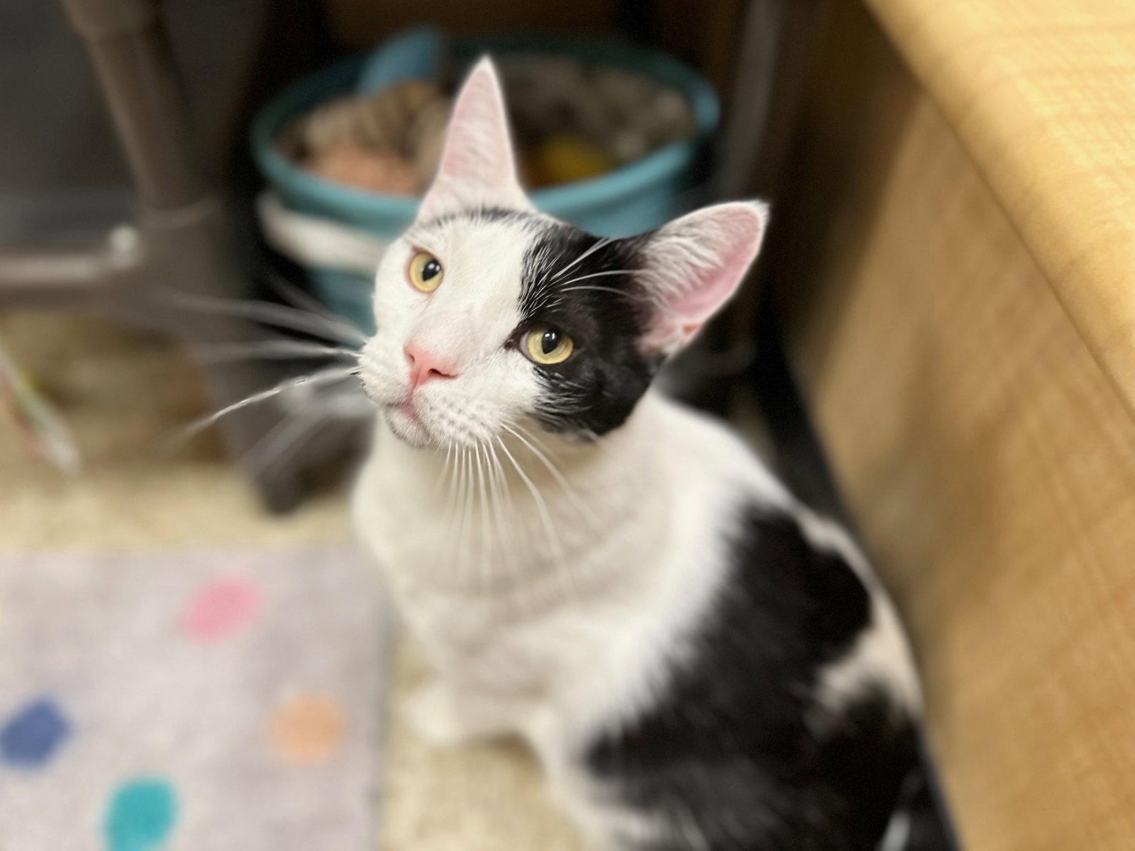 Dicky, Adopted, Adult Male Domestic Short Hair.