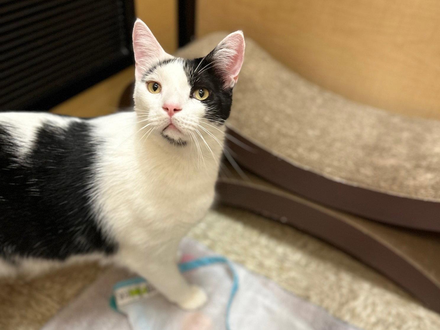 Enlarge Dicky, a Adopted Domestic Short Hair in Mission Viejo, CA image 2/3