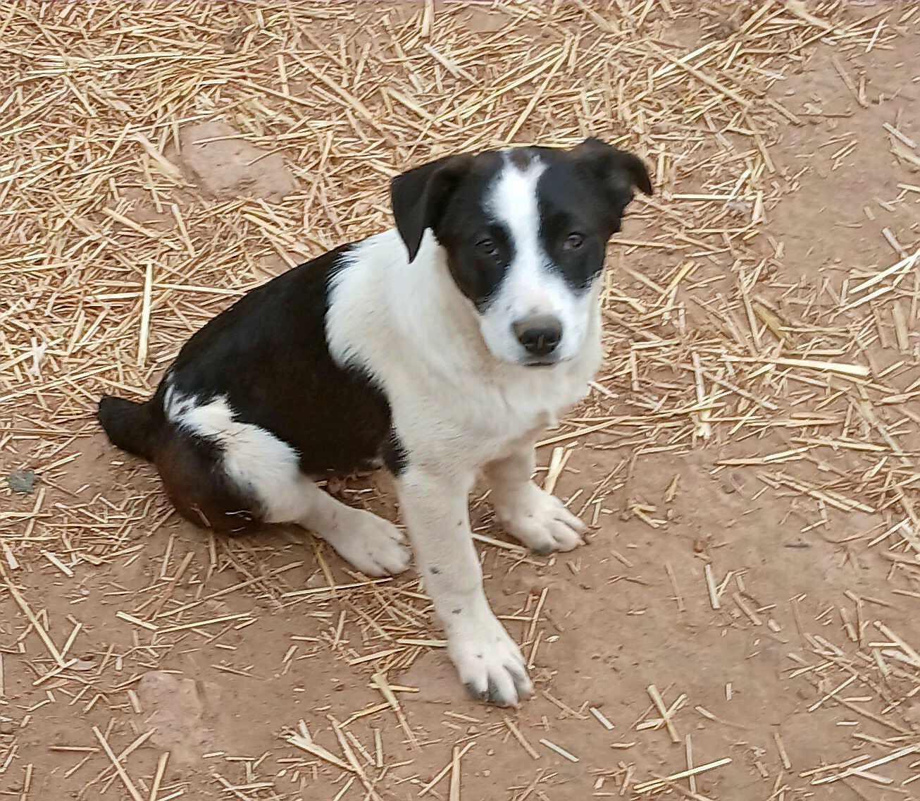 Wynter, Baby Female Labrador Retriever