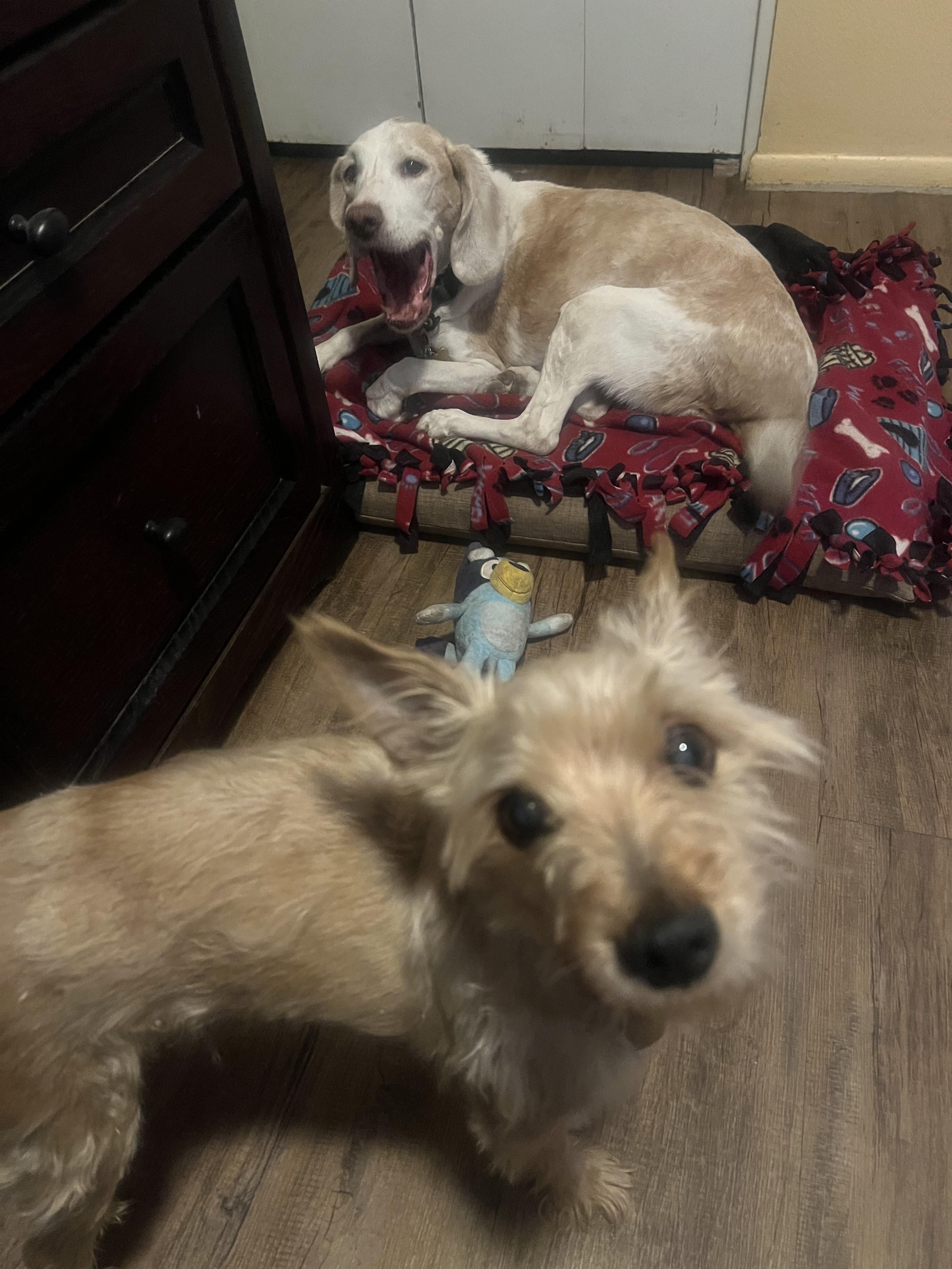 Tony, a Adoptable mixed breed in Scottsdale, AZ image 4/5