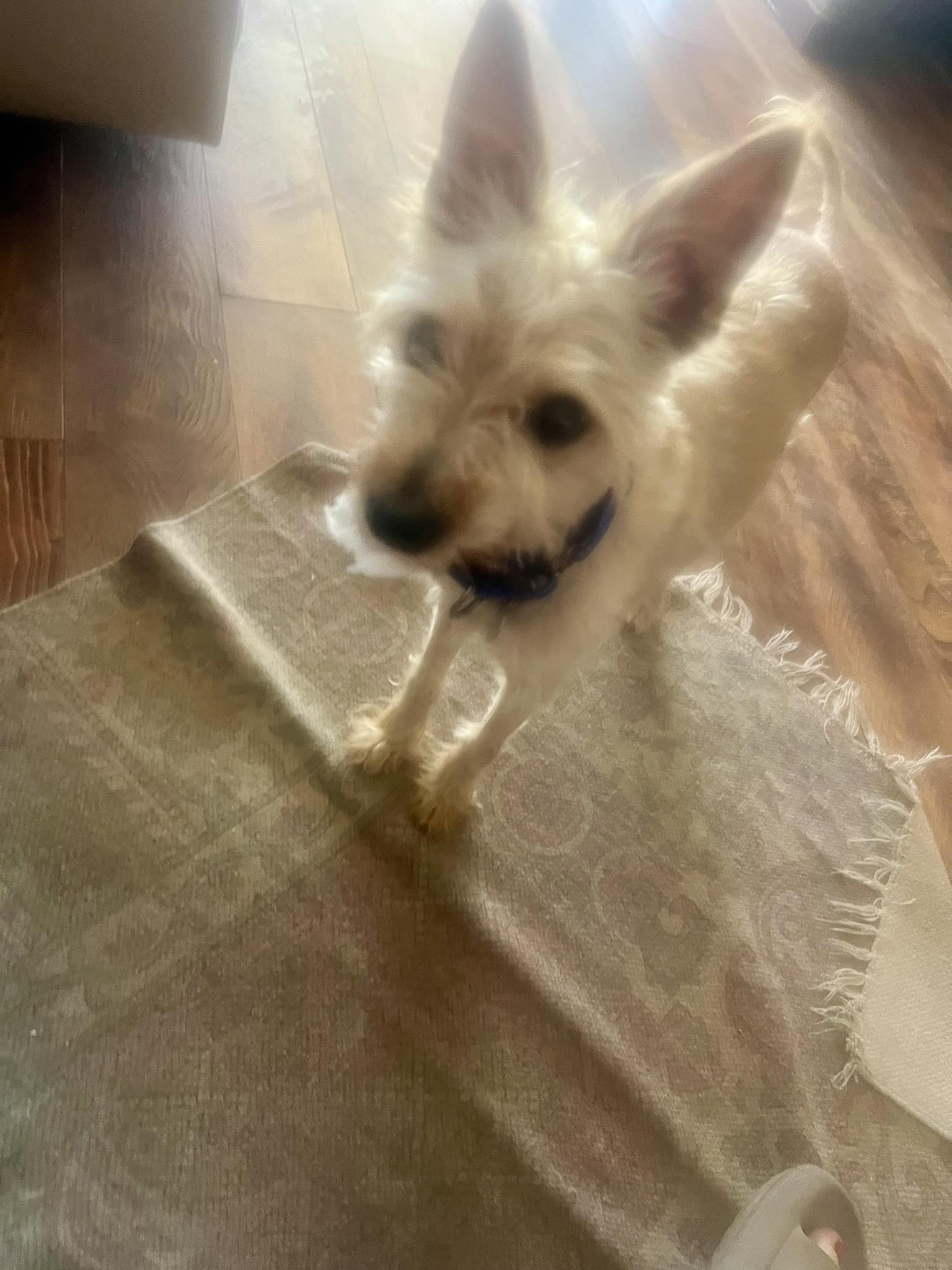 Tony, a Adoptable mixed breed in Scottsdale, AZ image 5/5