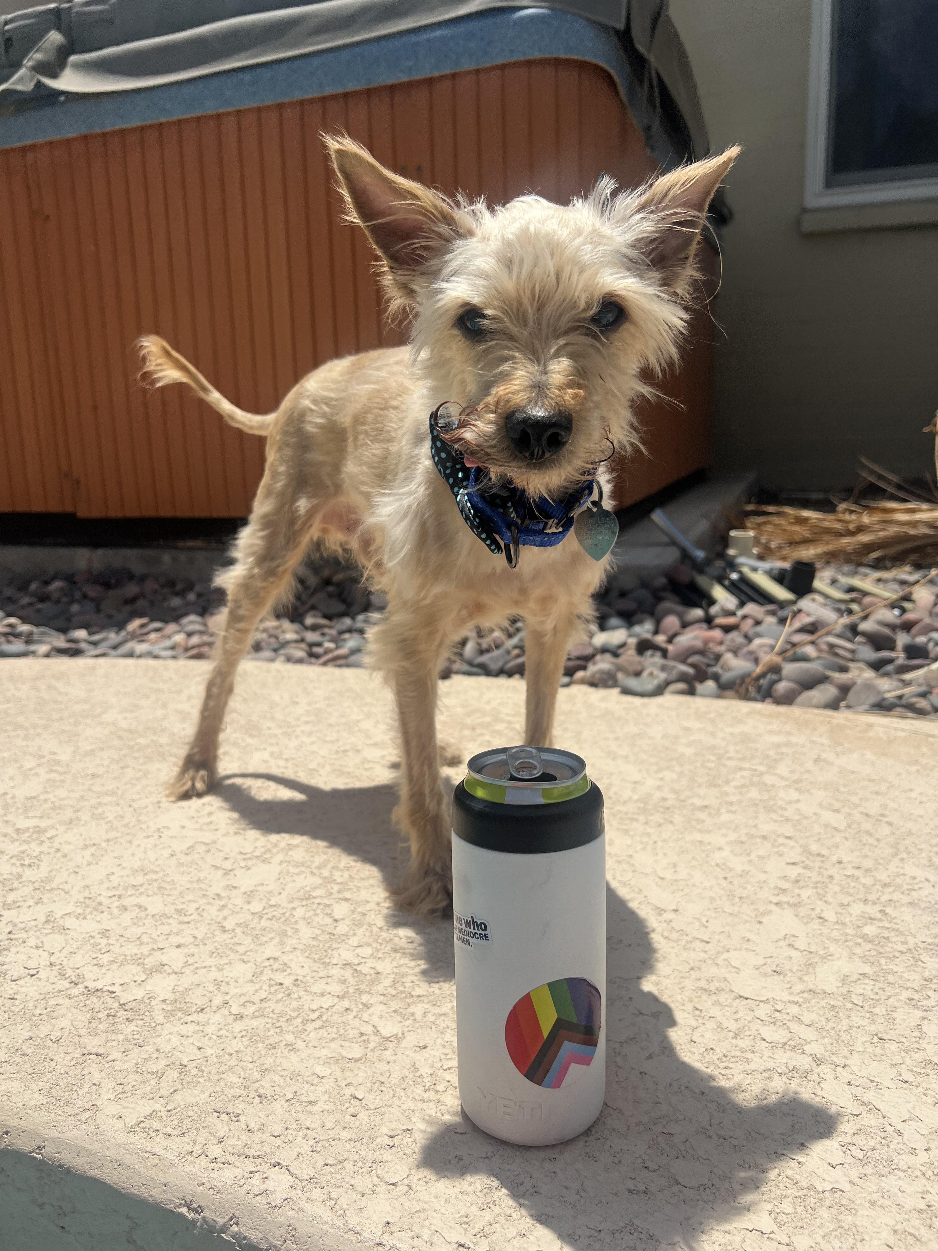 Tony, a Adoptable mixed breed in Scottsdale, AZ image 2/5