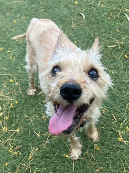 Tony, Adoptable, Senior Male Schnauzer & Yorkshire Terrier.