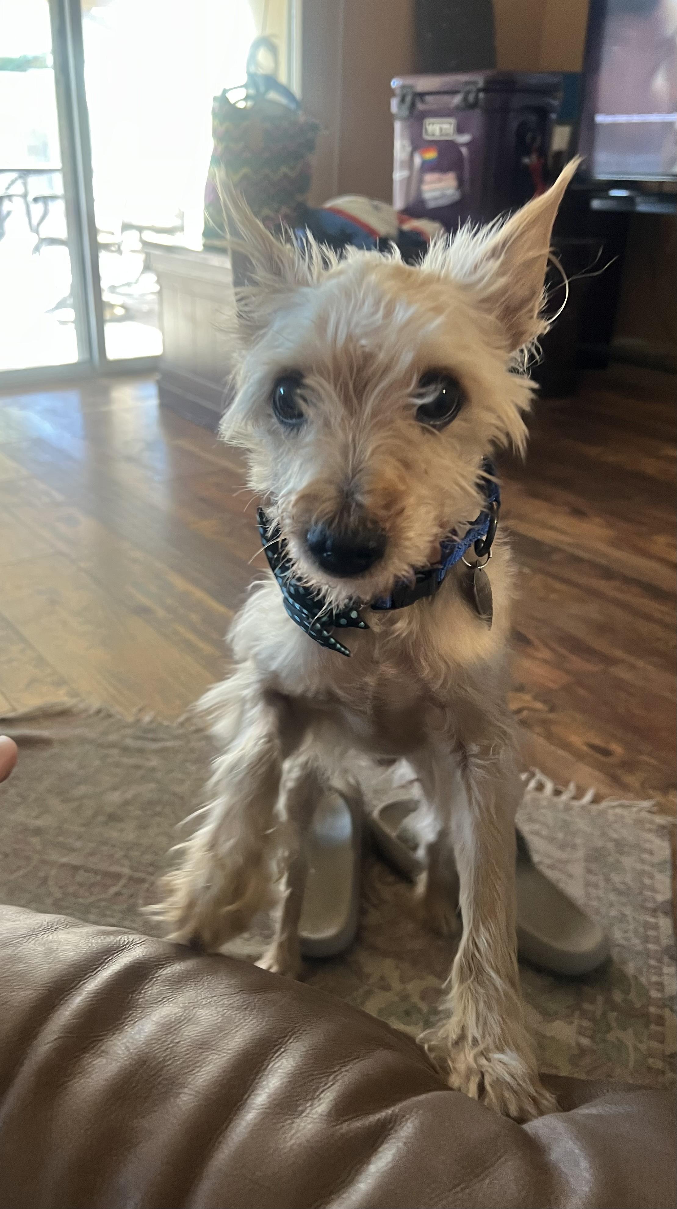 Tony, a Adoptable mixed breed in Scottsdale, AZ image 3/5