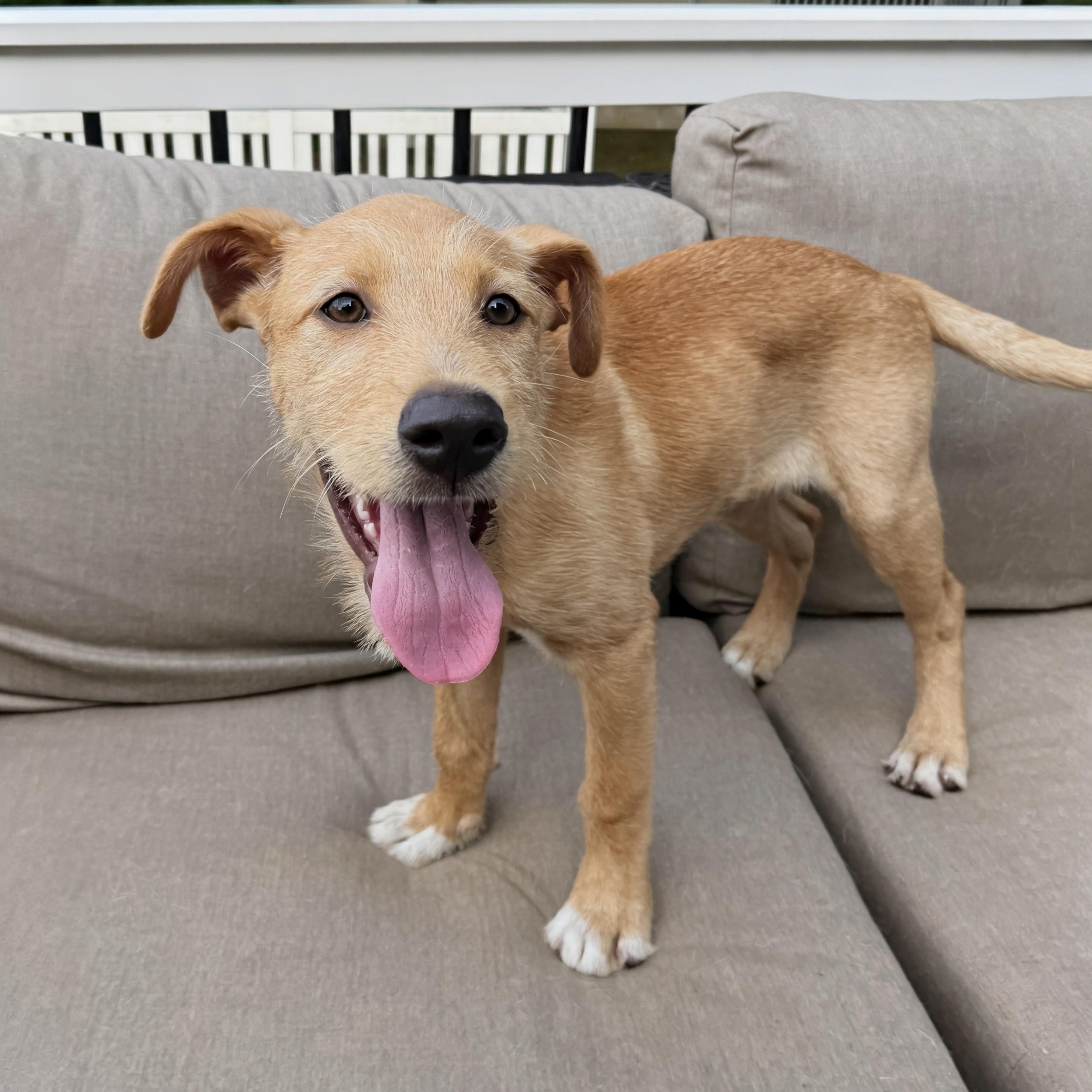 Rosie, an adopted mixed breed in Baldwin, MD image 2/6