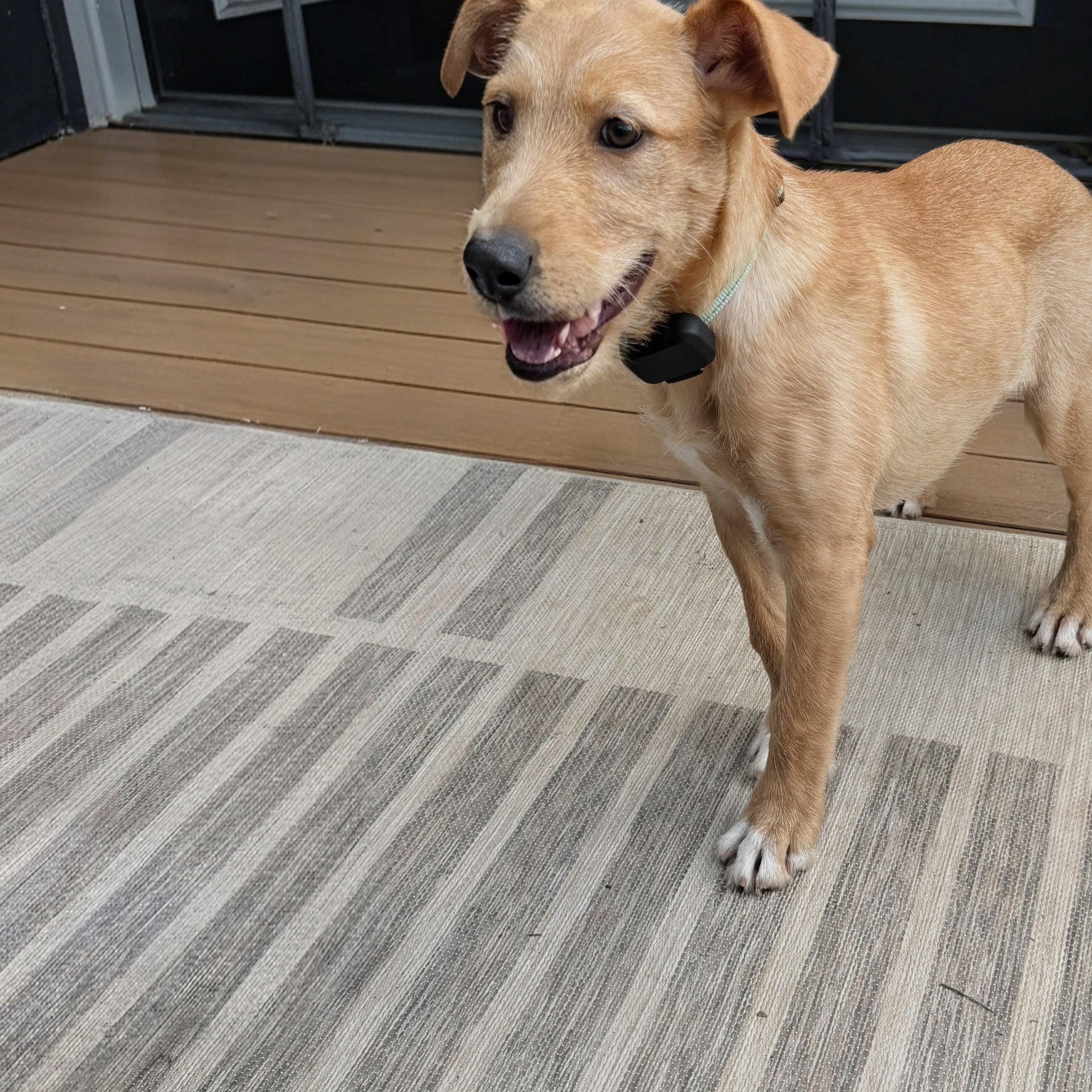 Rosie, an adopted mixed breed in Baldwin, MD image 5/6