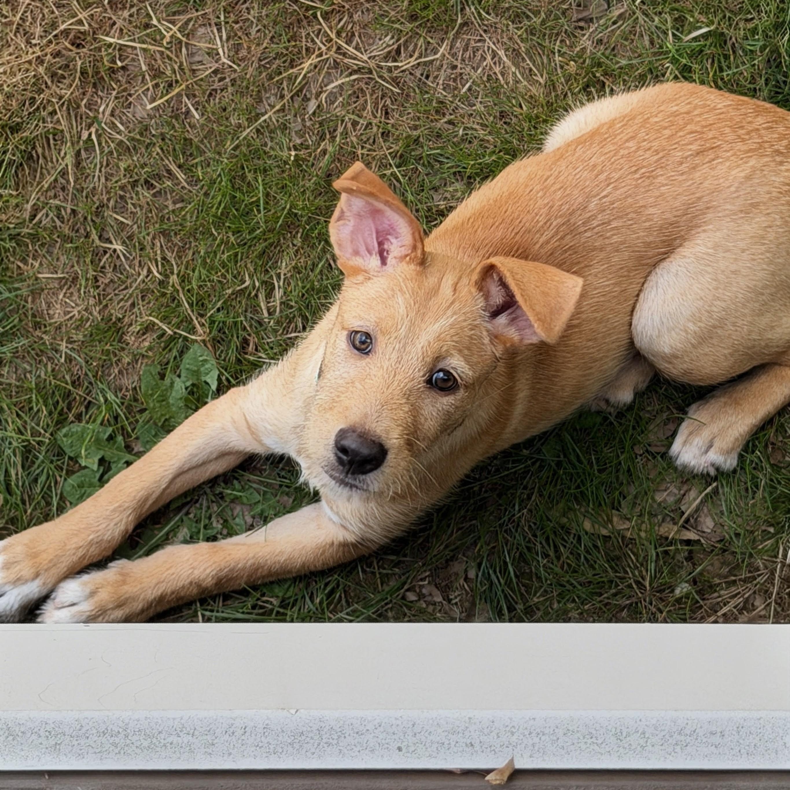 Rosie, an adopted mixed breed in Baldwin, MD image 6/6