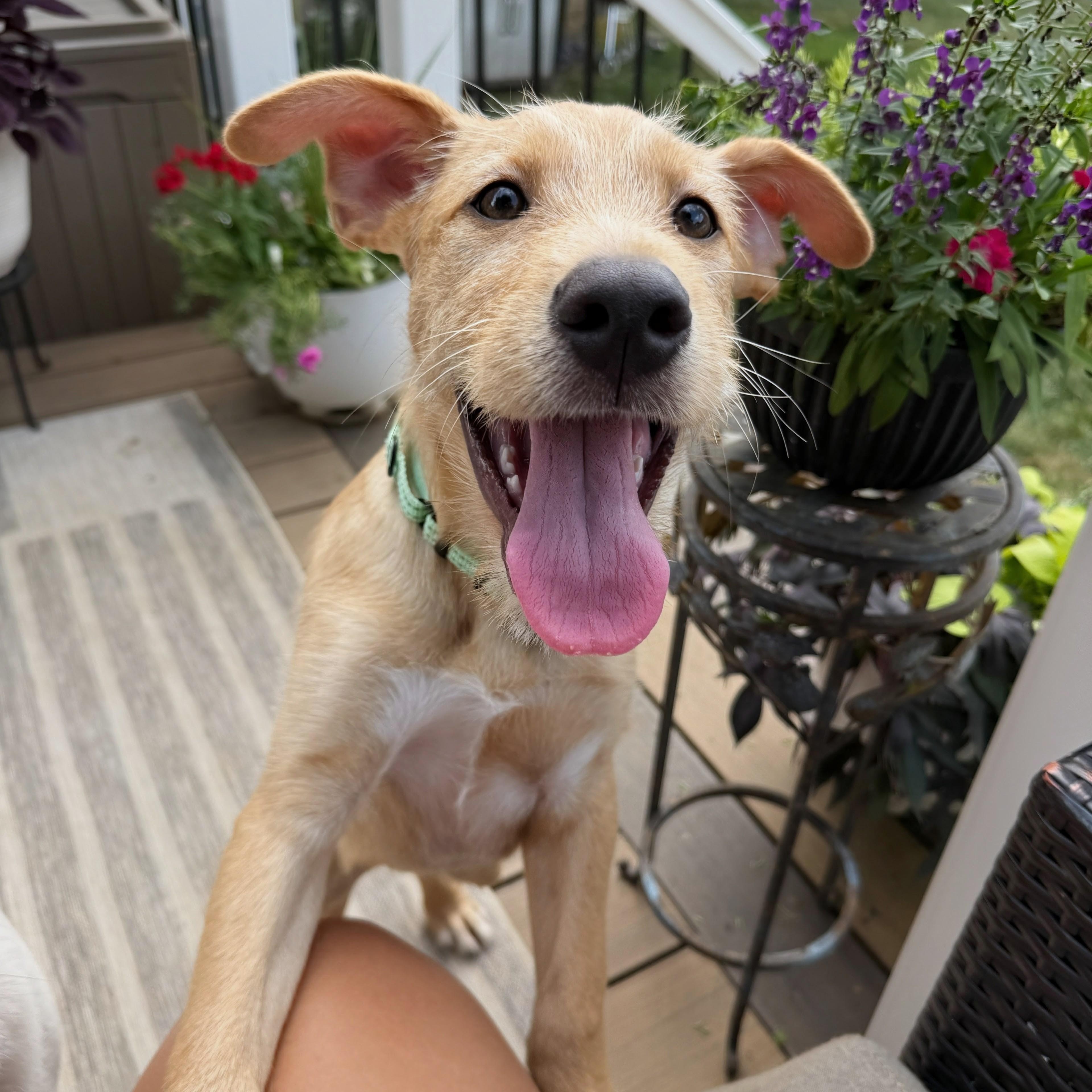 Rosie, an adopted mixed breed in Baldwin, MD image 1/6