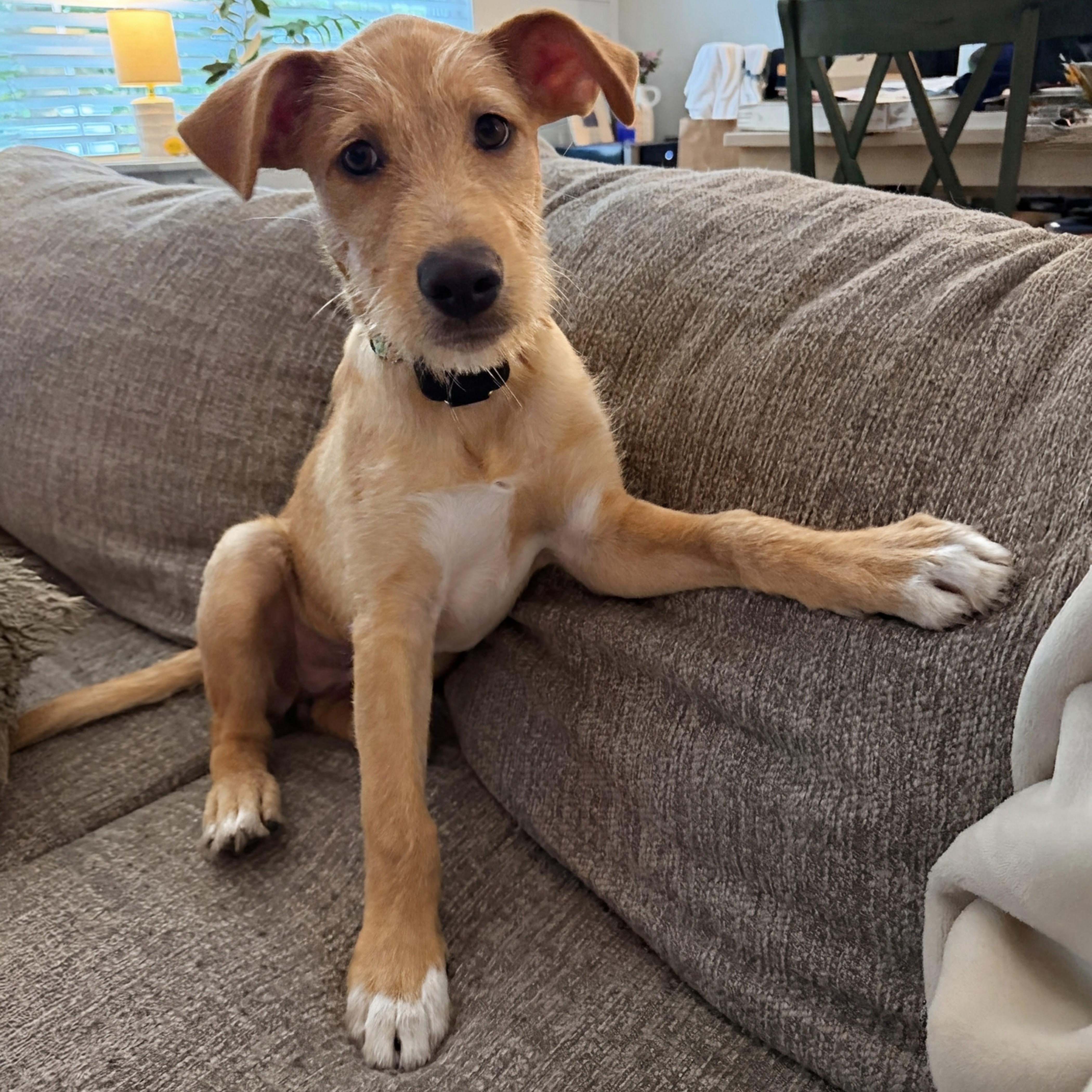 Rosie, an adopted mixed breed in Baldwin, MD image 3/6