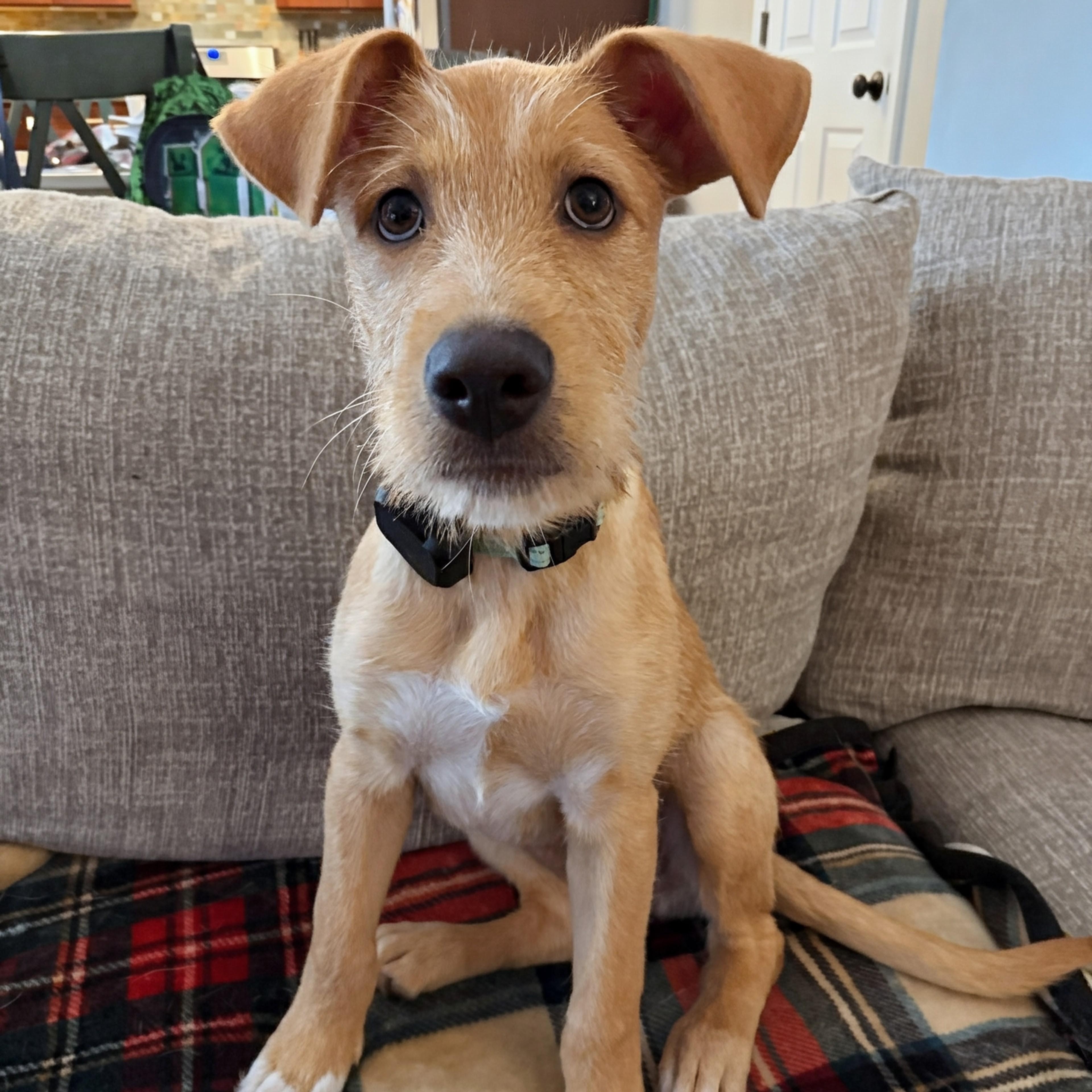 Rosie, an adopted mixed breed in Baldwin, MD image 4/6