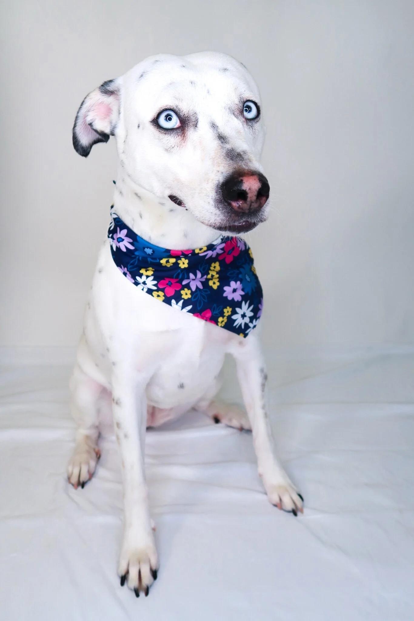 Afina, a Adoptable mixed breed in Bixby, OK image 1/5