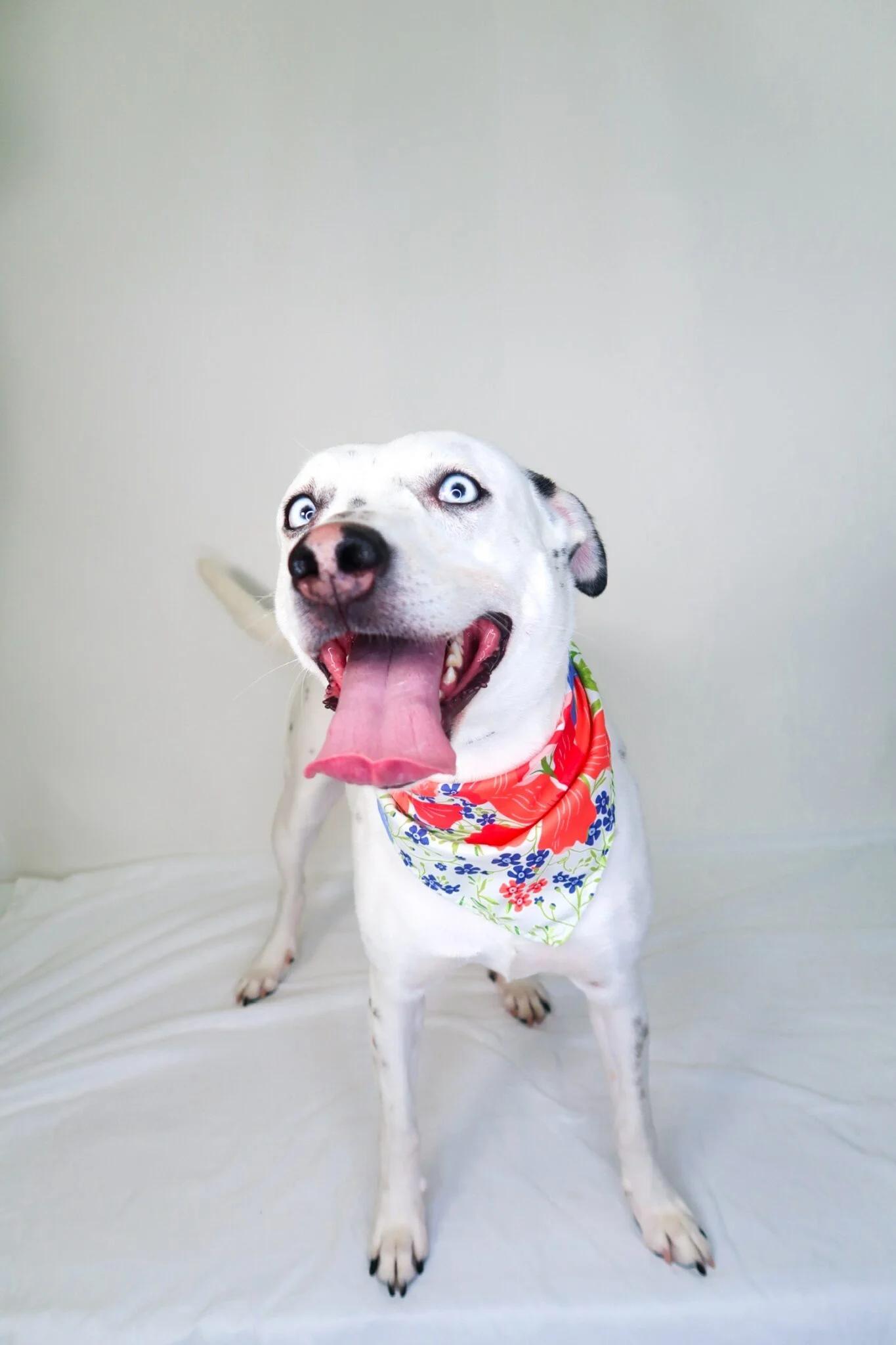 Afina, a Adoptable mixed breed in Bixby, OK image 3/5