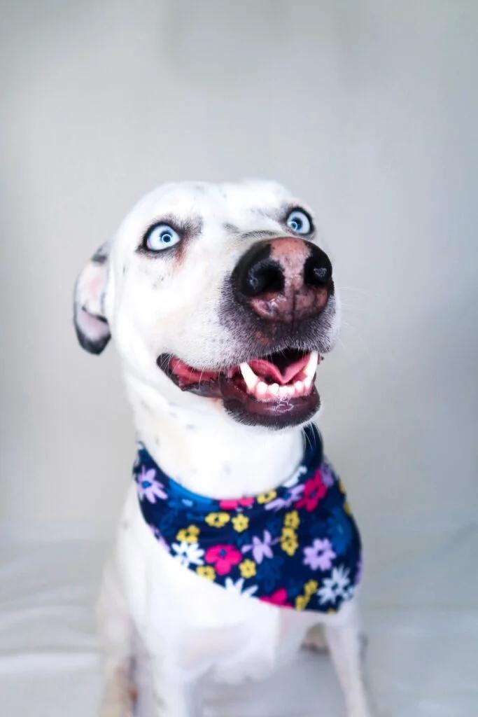 Afina, a Adoptable mixed breed in Bixby, OK image 4/5