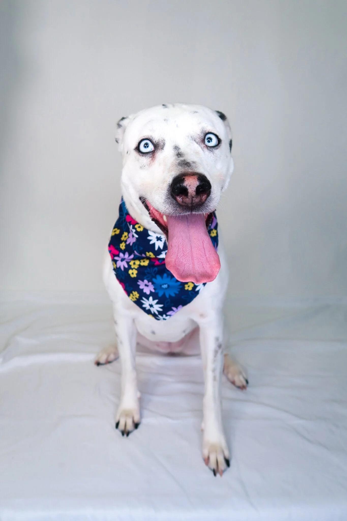 Afina, a Adoptable mixed breed in Bixby, OK image 5/5