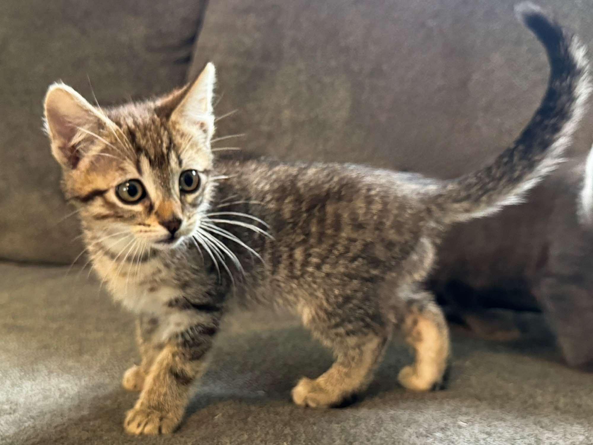Millie, an adoptable Domestic Short Hair in Sioux Falls, SD, 57101 | Photo Image 2