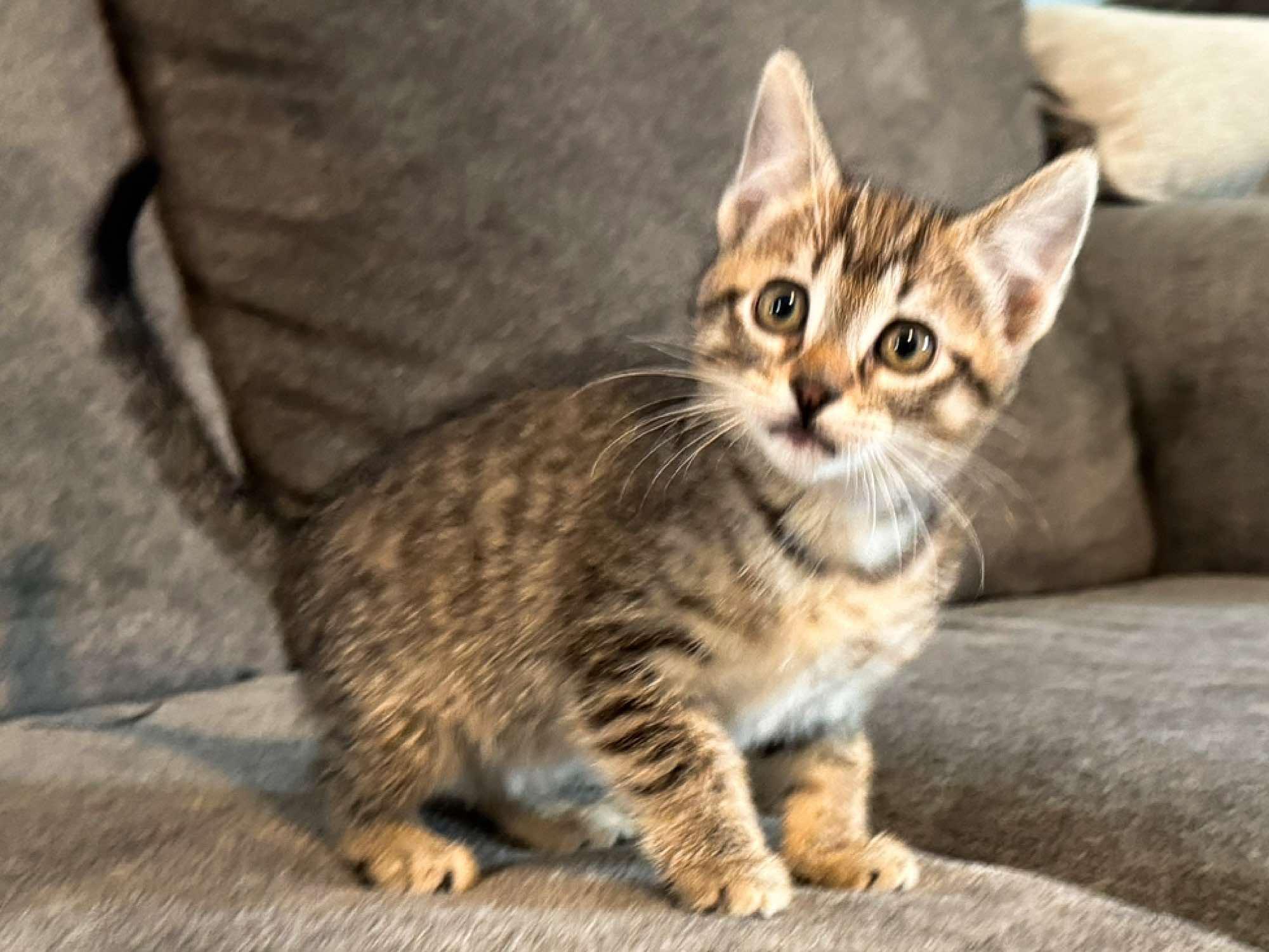 Millie, an adoptable Domestic Short Hair in Sioux Falls, SD, 57101 | Photo Image 3