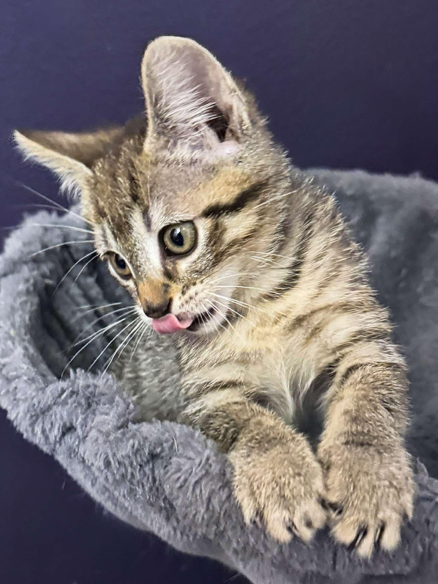 Millie, an adoptable Domestic Short Hair in Sioux Falls, SD, 57101 | Photo Image 5