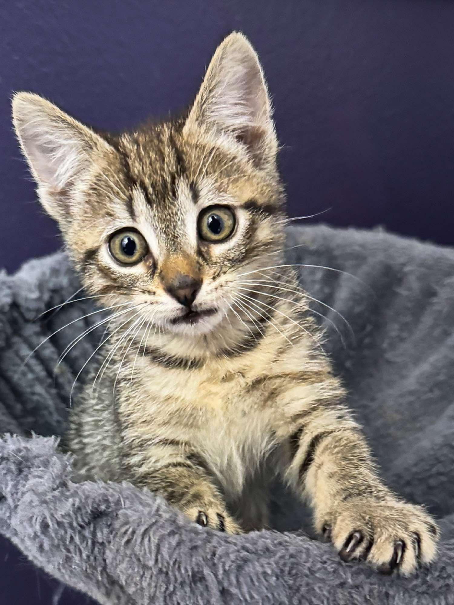 Millie, an adoptable Domestic Short Hair in Sioux Falls, SD, 57101 | Photo Image 1