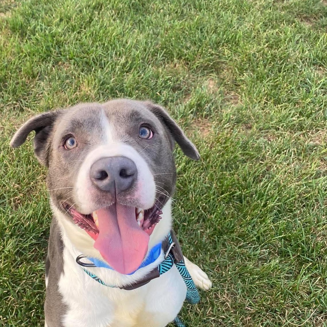 Blu, Adoptable, Young Male Pit Bull Terrier.