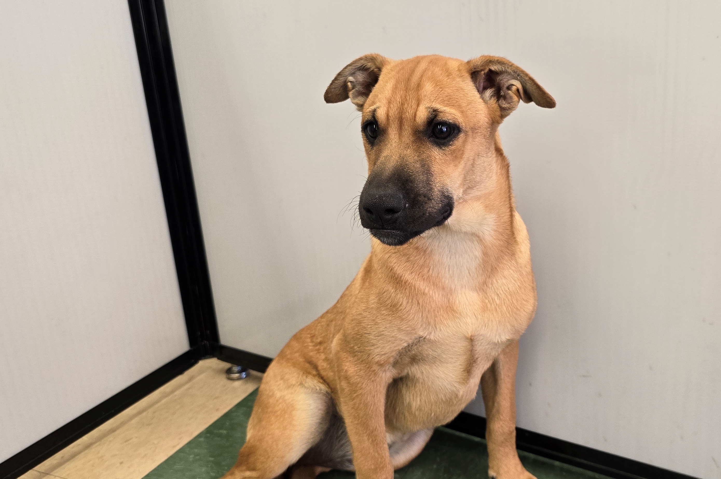 Regina, Adopted, Young Female Shepherd.