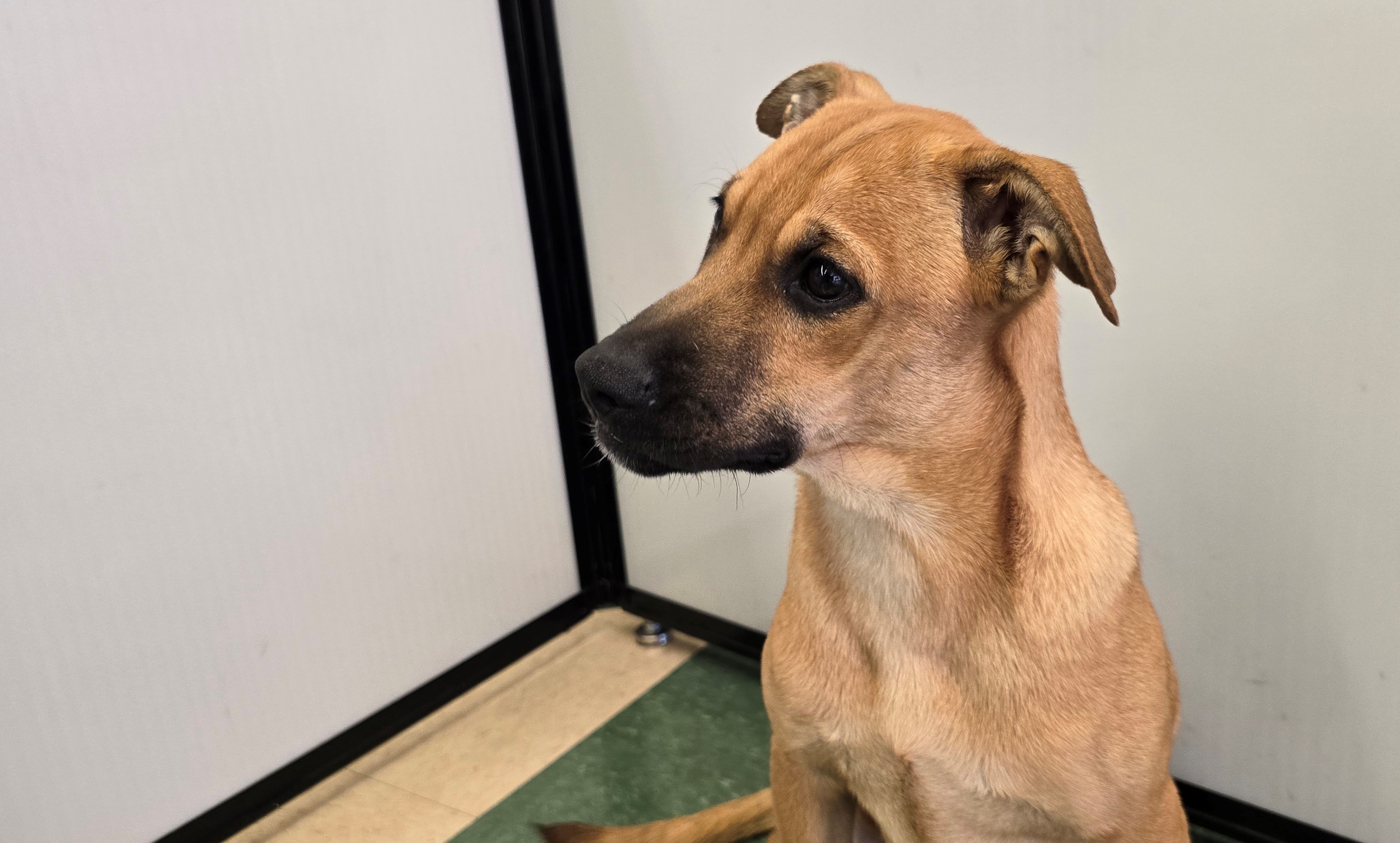 Enlarge Regina, a Adopted mixed breed in Tucson, AZ image 2/3