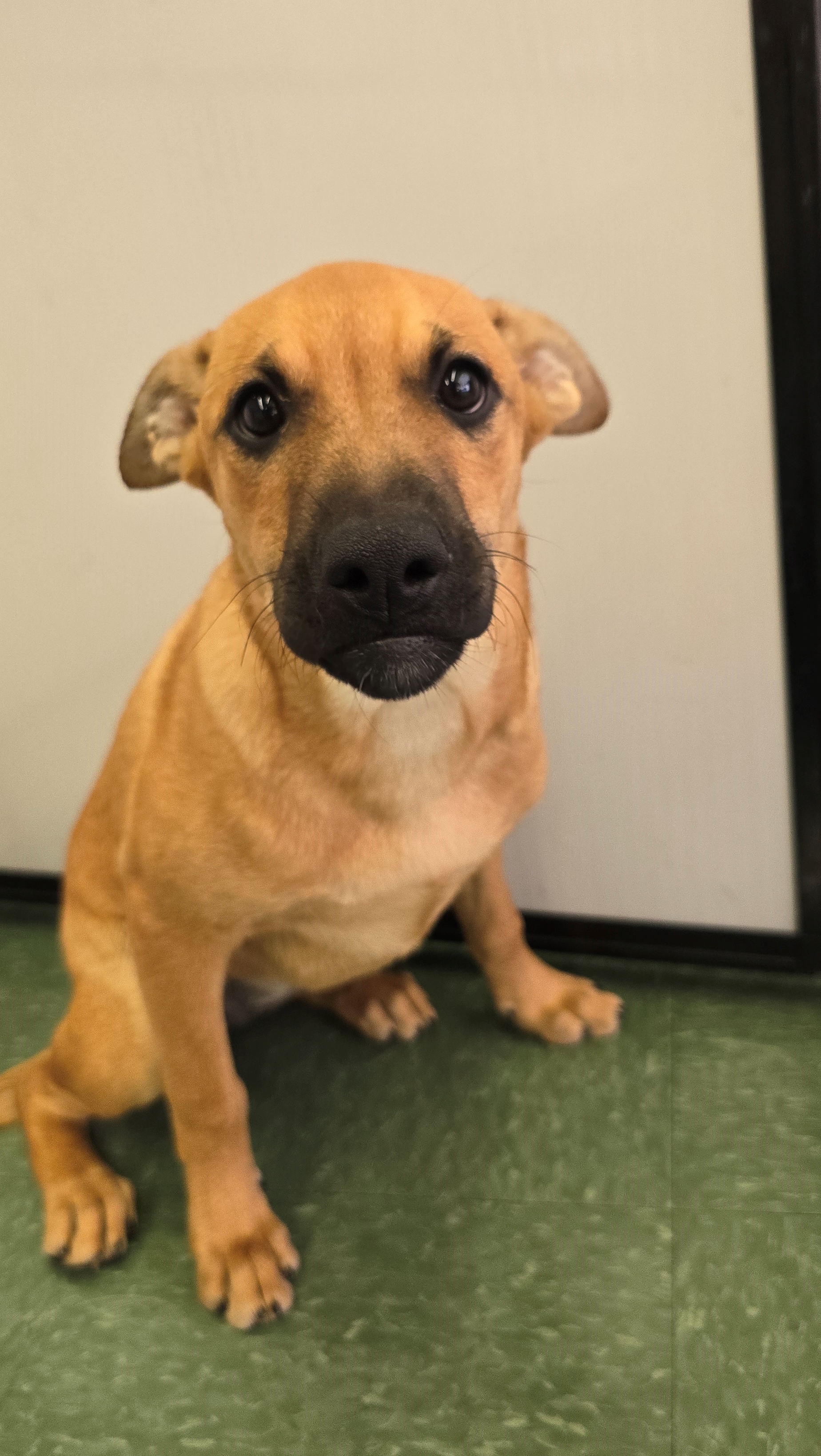 Enlarge Regina, a Adopted mixed breed in Tucson, AZ image 3/3