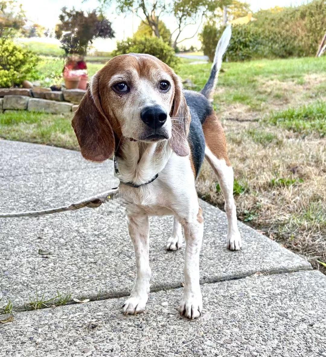 Enlarge Herman, a Adoptable Beagle in Washington , PA image 1/1