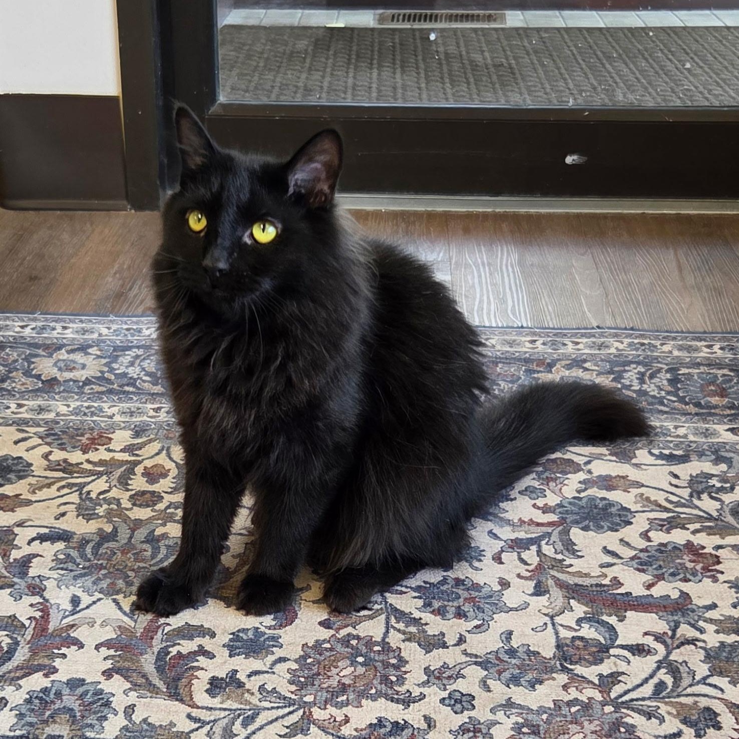 Enlarge Jorge, a Adoptable Domestic Medium Hair in Grosse Ile, MI image 3/3
