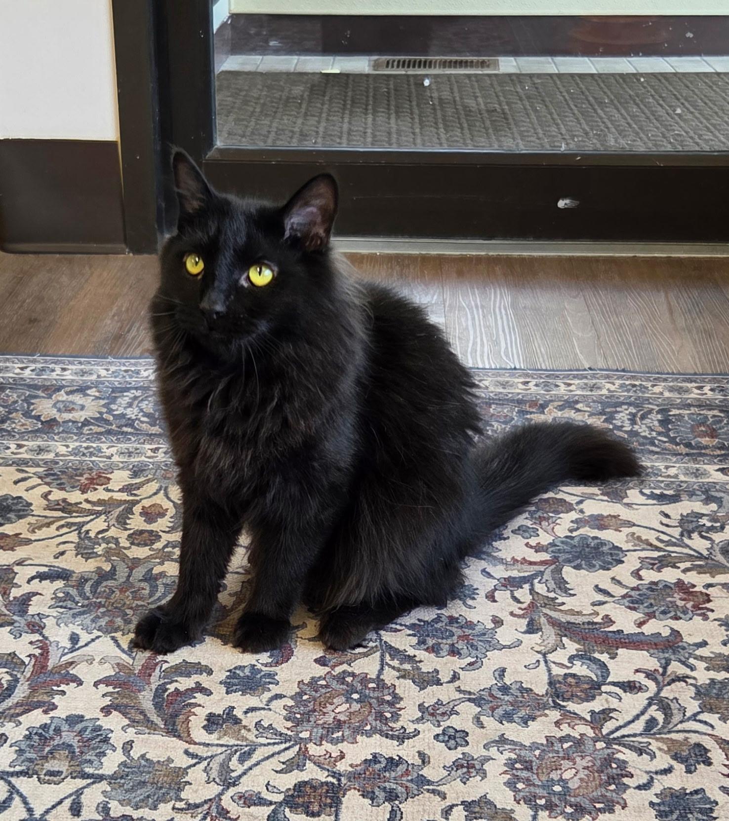 Enlarge Jorge, a Adoptable Domestic Medium Hair in Grosse Ile, MI image 3/3