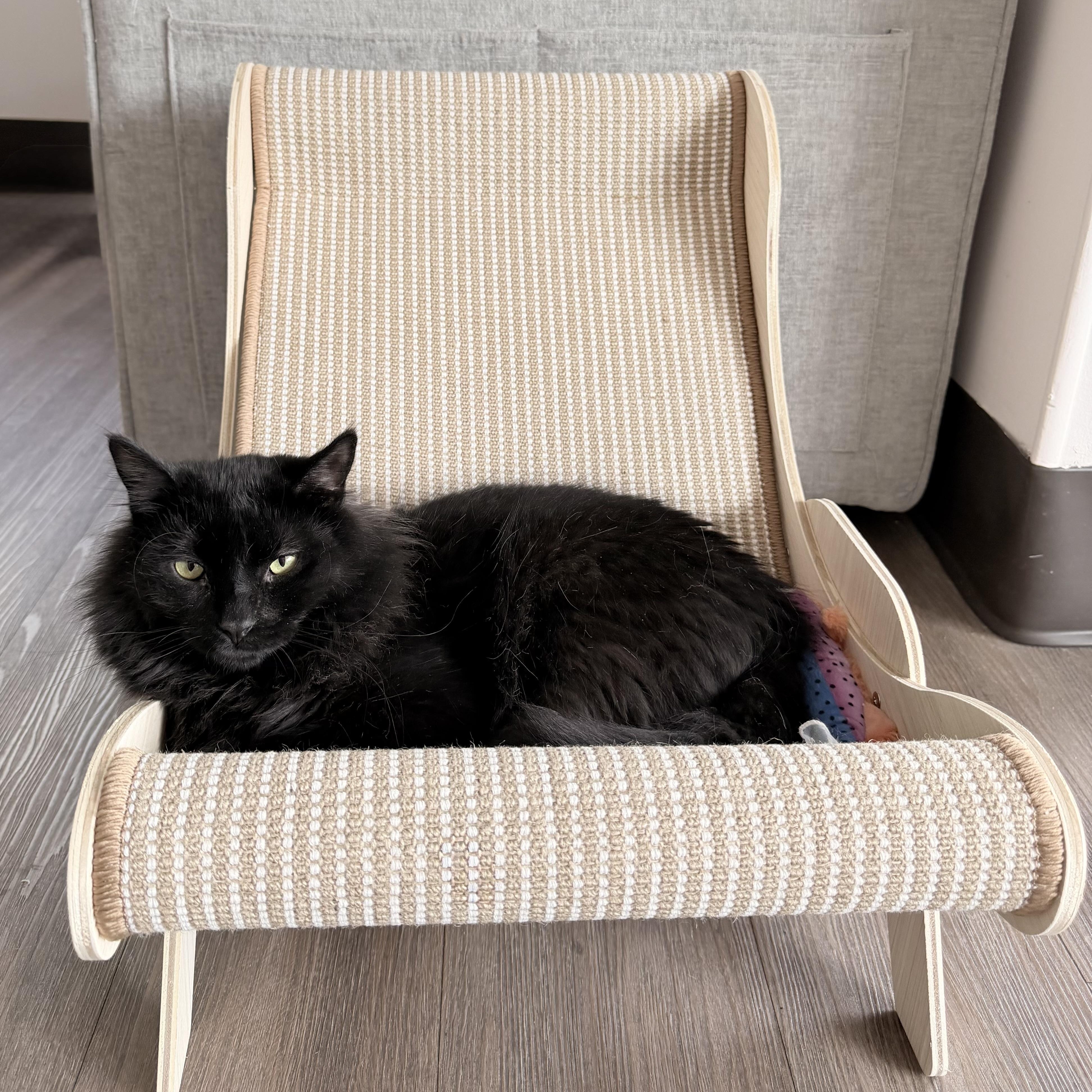 Enlarge Jorge, a Adoptable Domestic Medium Hair in Grosse Ile, MI image 1/3