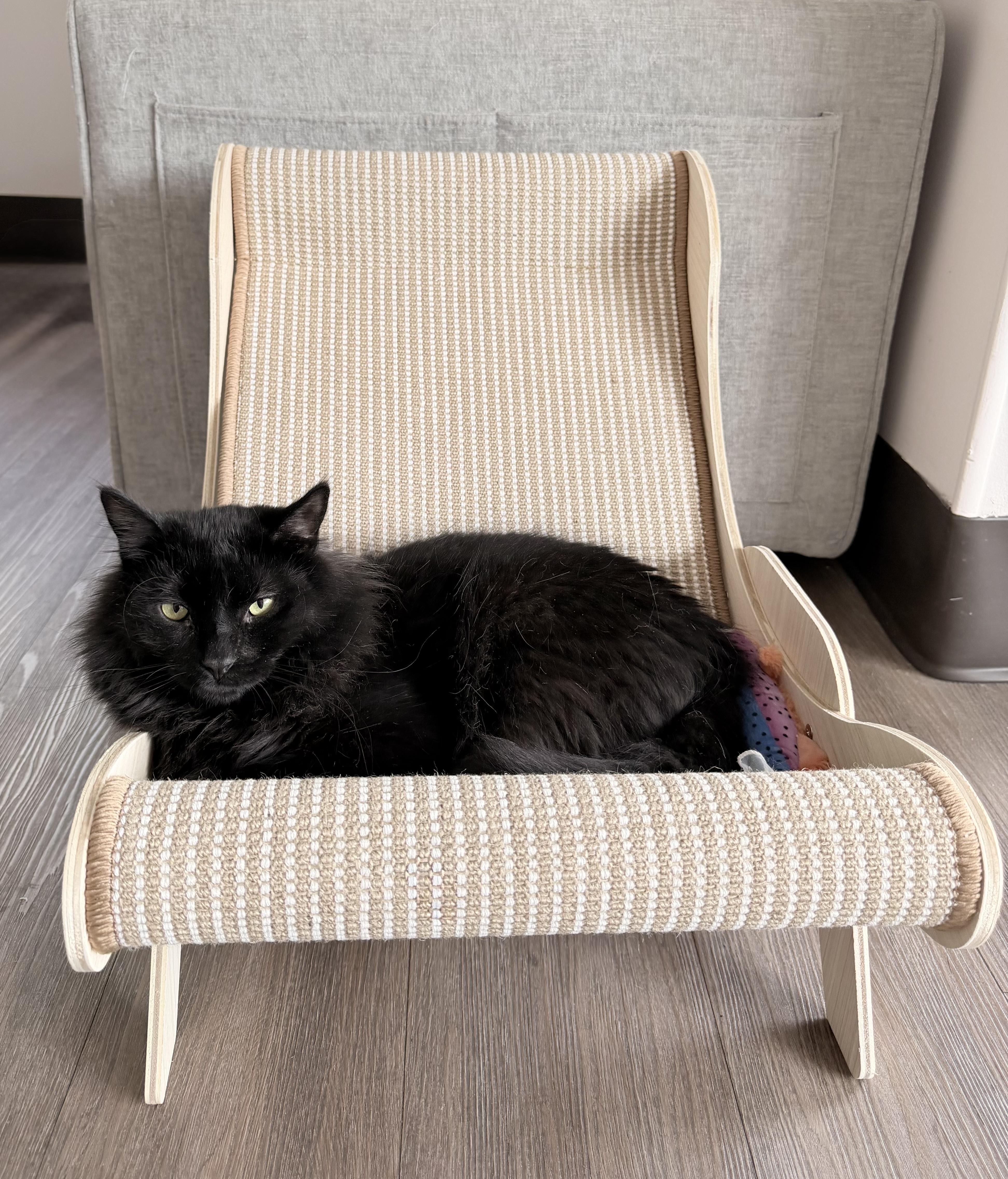 Enlarge Jorge, a Adoptable Domestic Medium Hair in Grosse Ile, MI image 1/3