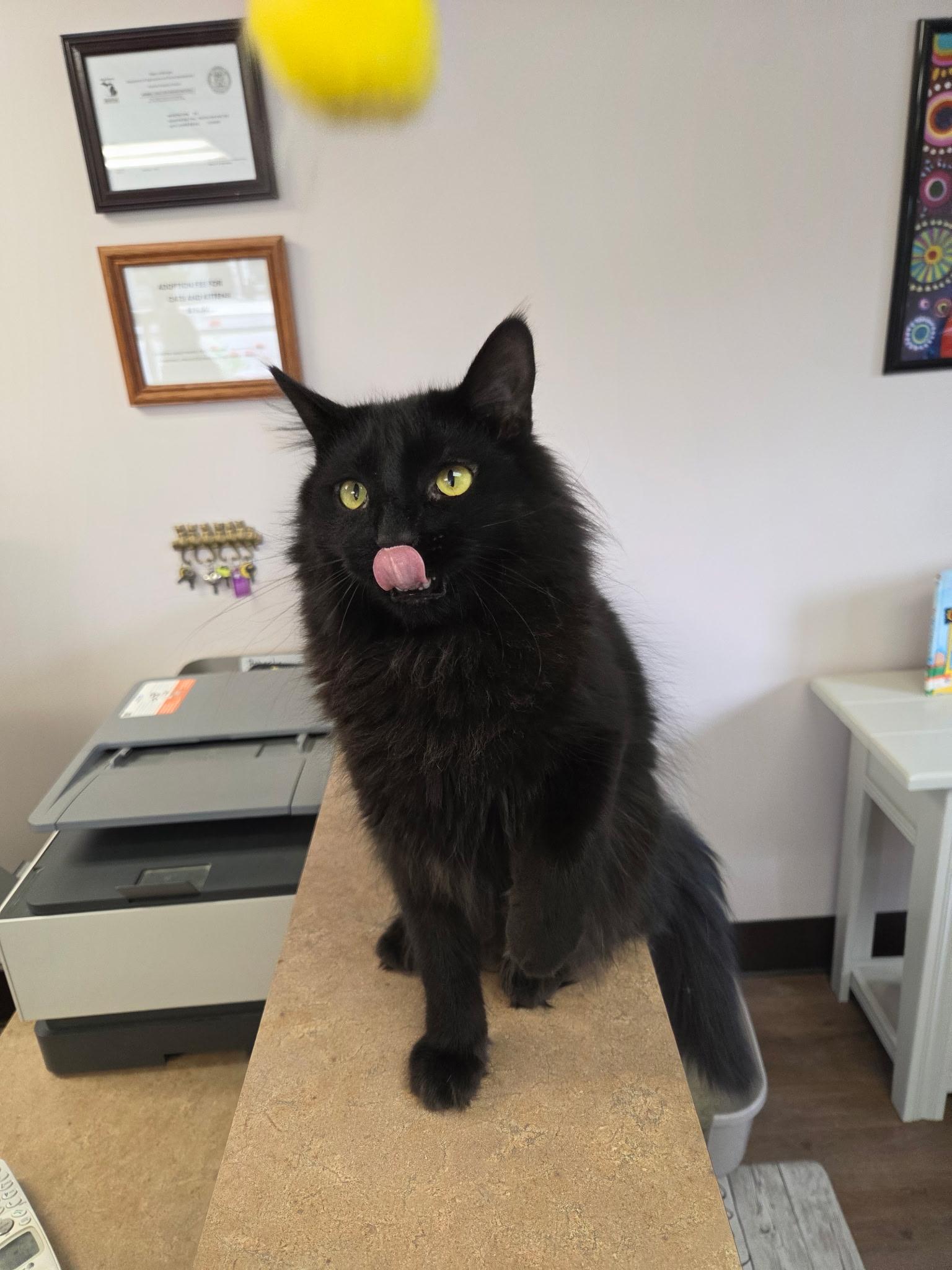 Enlarge Jorge, a Adoptable Domestic Medium Hair in Grosse Ile, MI image 2/3